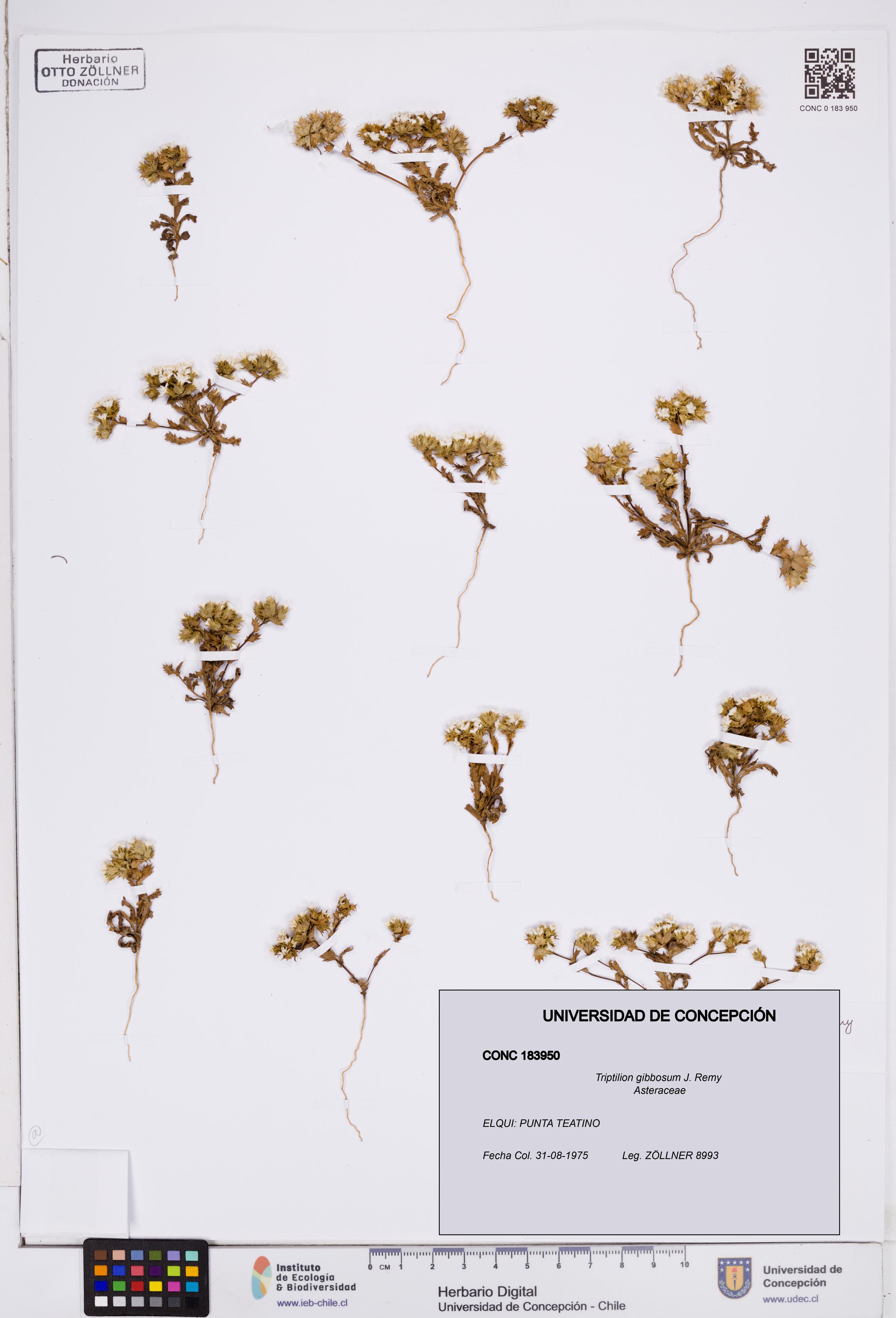 Triptilion gibbosum [Espécimen: ]