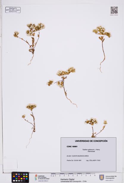 Triptilion gibbosum [Espécimen: ]