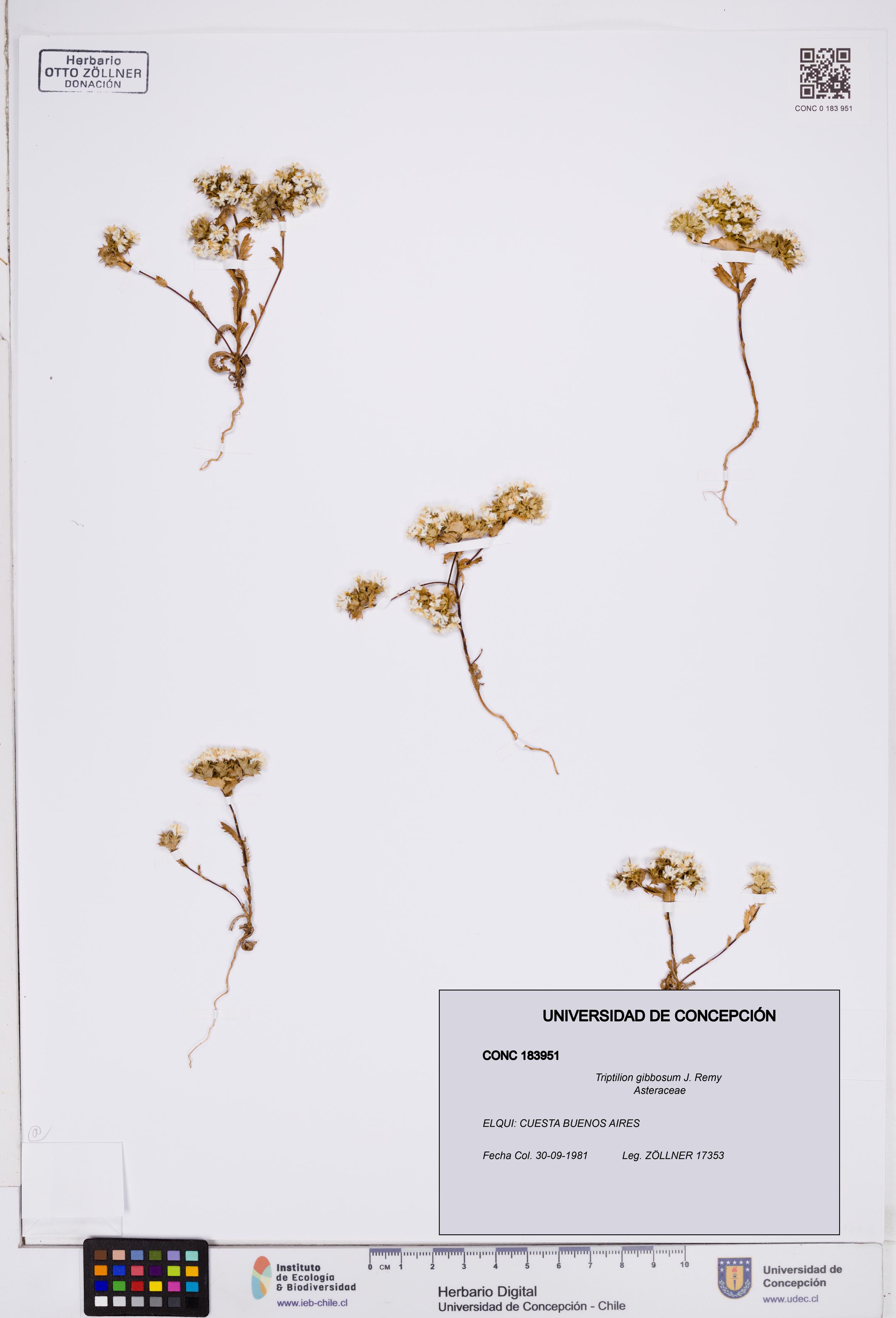 Triptilion gibbosum [Espécimen: ]