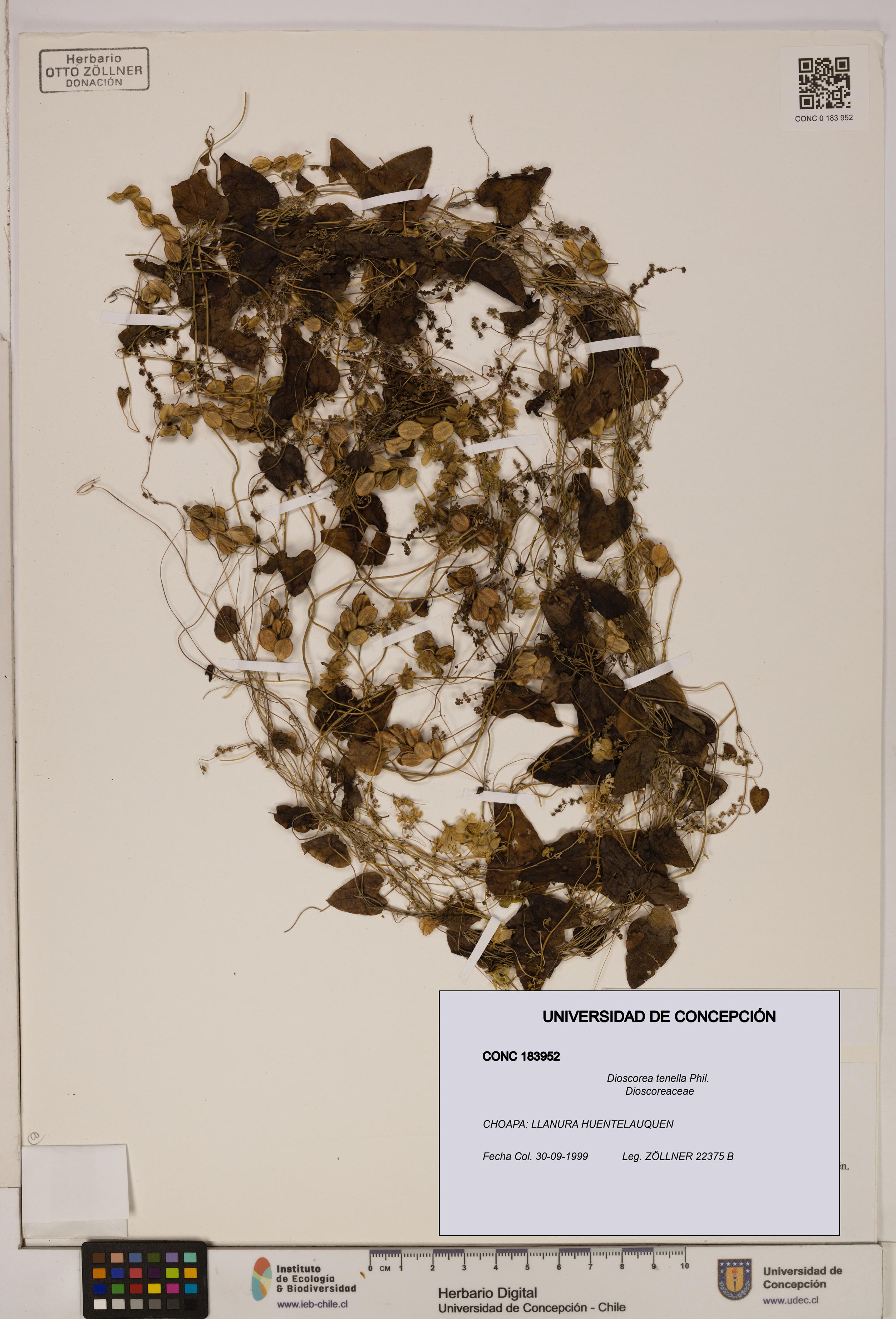 Dioscorea tenella [Espécimen: ]