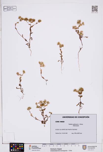 Triptilion gibbosum [Espécimen: ]