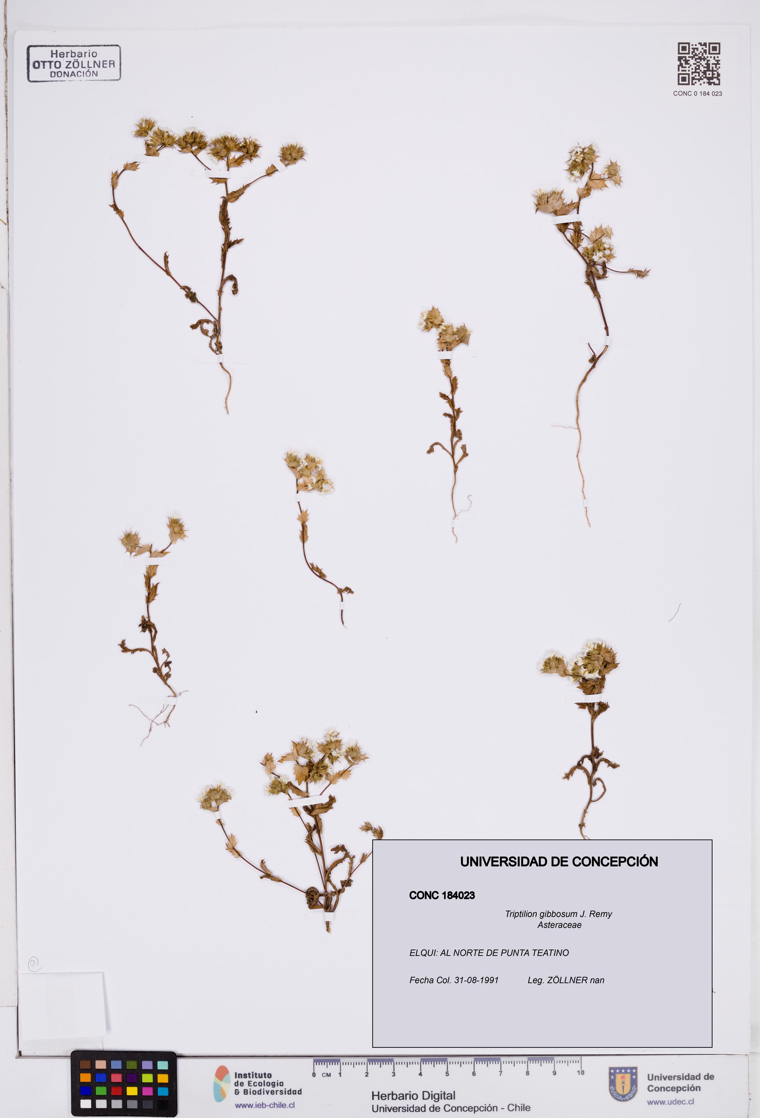 Triptilion gibbosum [Espécimen: ]