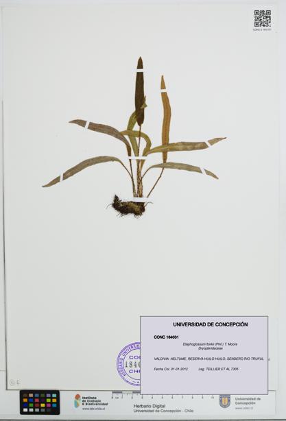 Elaphoglossum fonkii [Espécimen: UDEC:CONC:0184031]