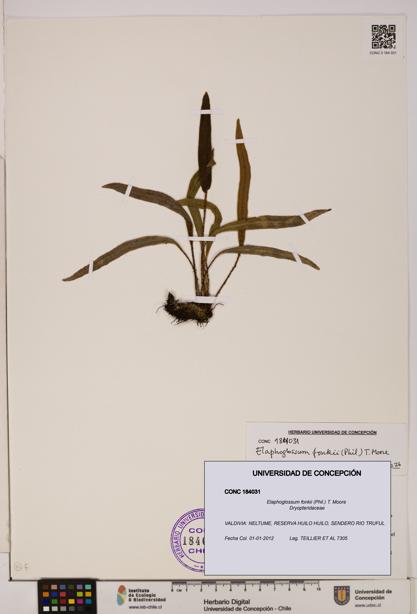 Elaphoglossum fonkii [Espécimen: UDEC:CONC:0184031]