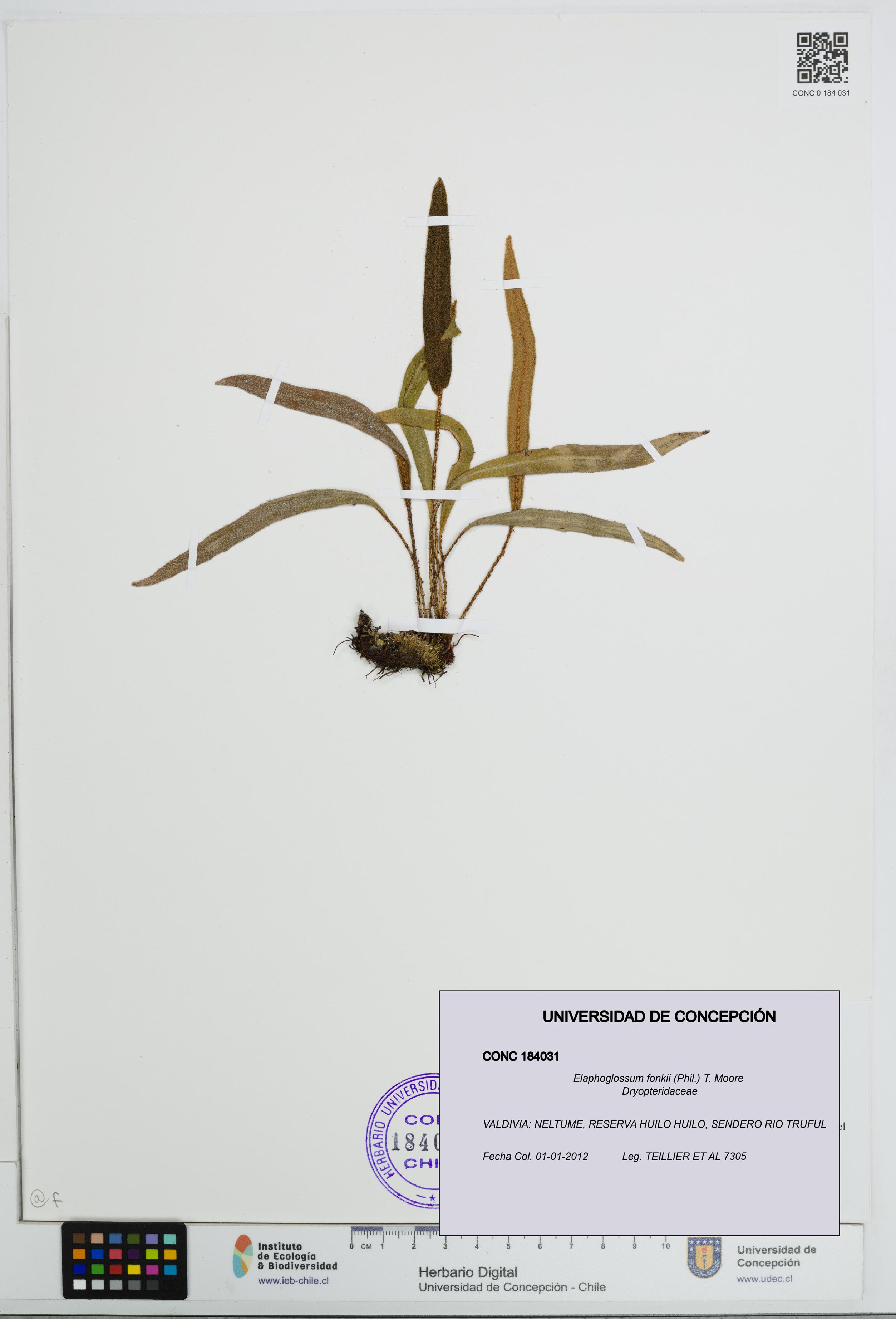 Elaphoglossum fonkii [Espécimen: UDEC:CONC:0184031]