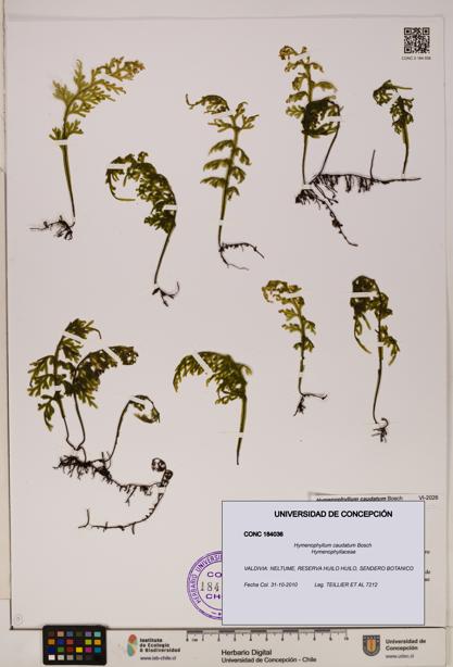 Hymenophyllum caudatum [Espécimen: UDEC:CONC:0184036]