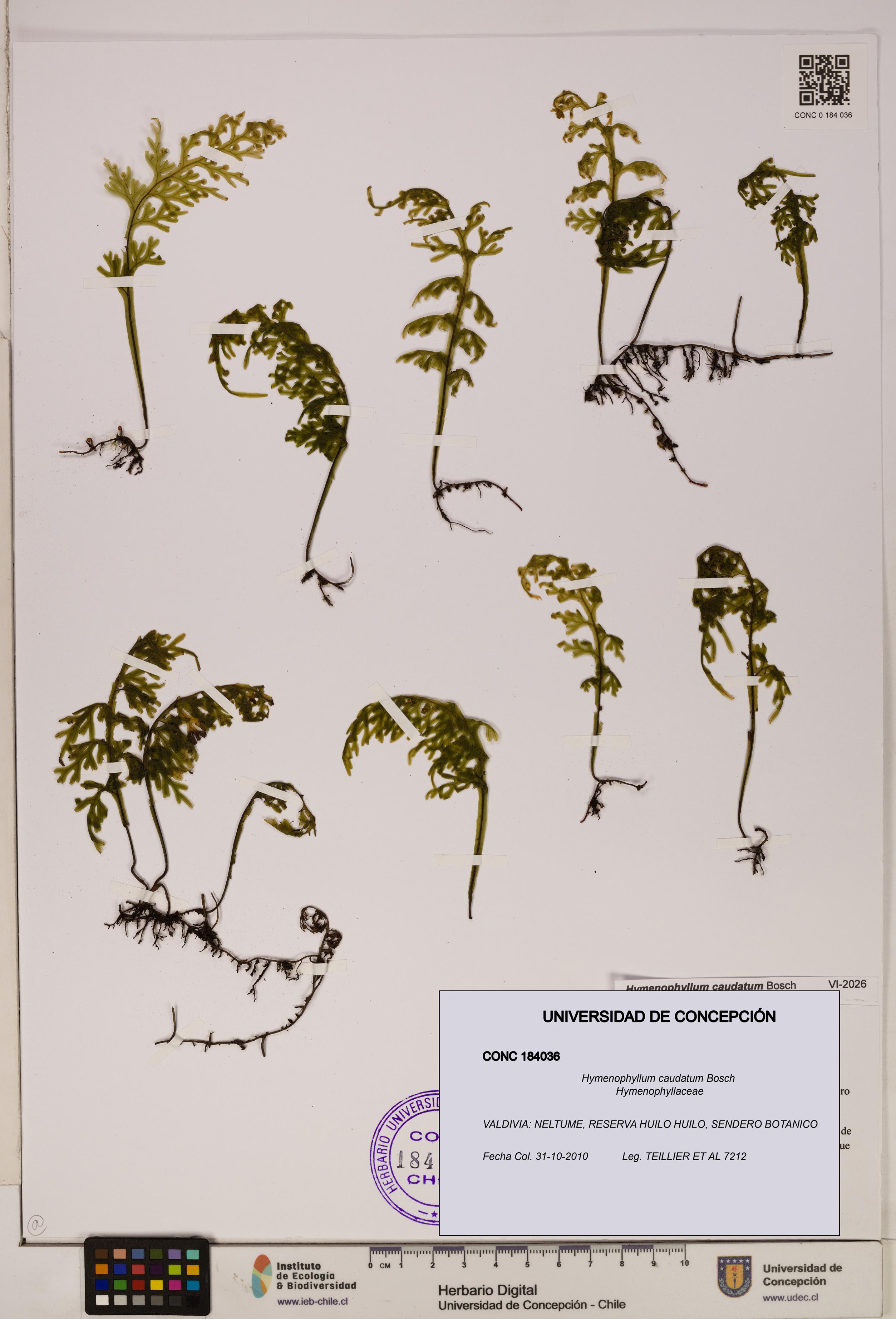 Hymenophyllum caudatum [Espécimen: UDEC:CONC:0184036]