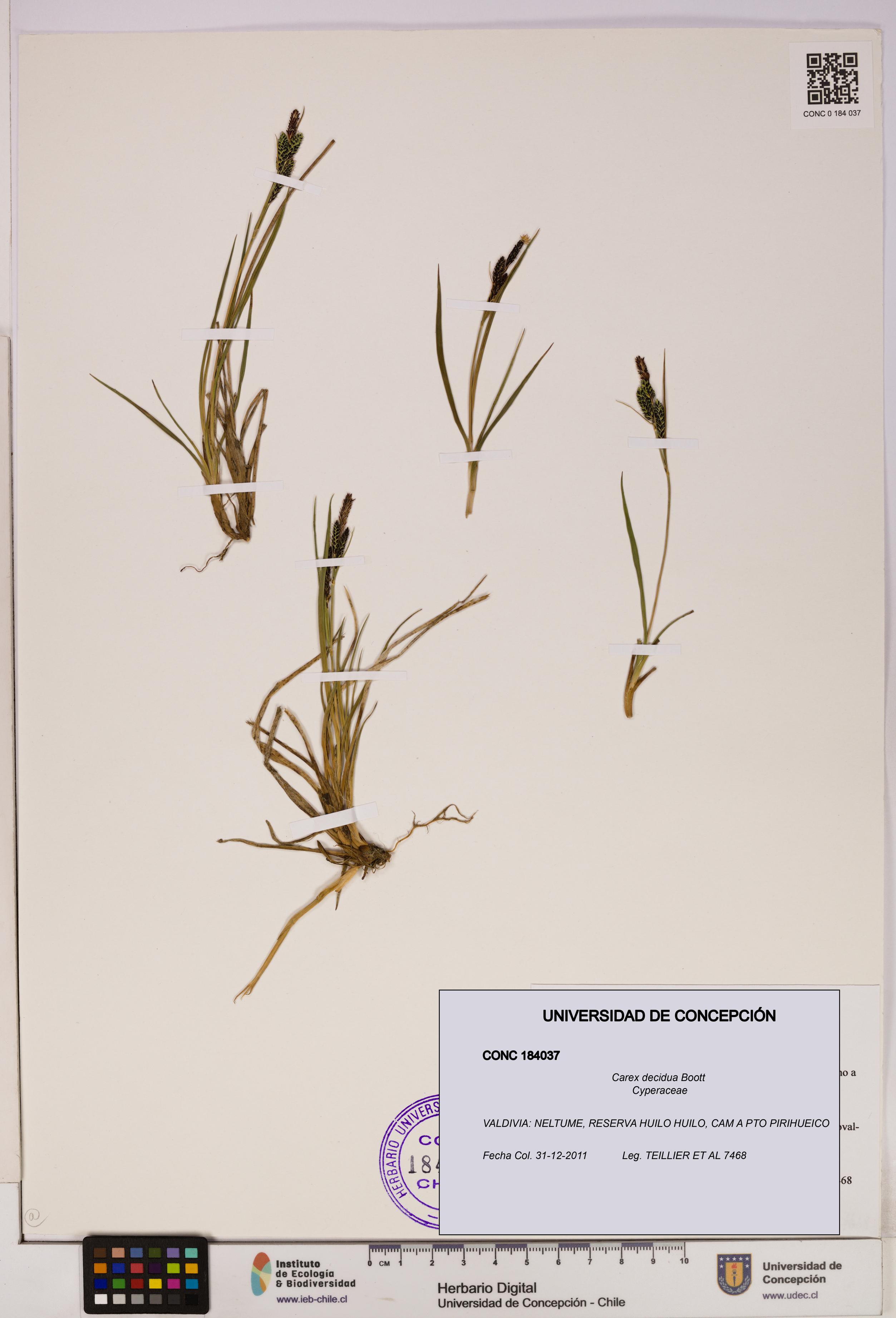 Carex decidua [Espécimen: UDEC:CONC:0184037]