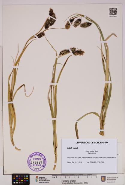 Carex banksii [Espécimen: UDEC:CONC:0184047]