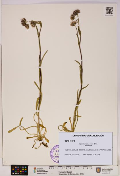 Erigeron cinereus [Espécimen: UDEC:CONC:0184049]