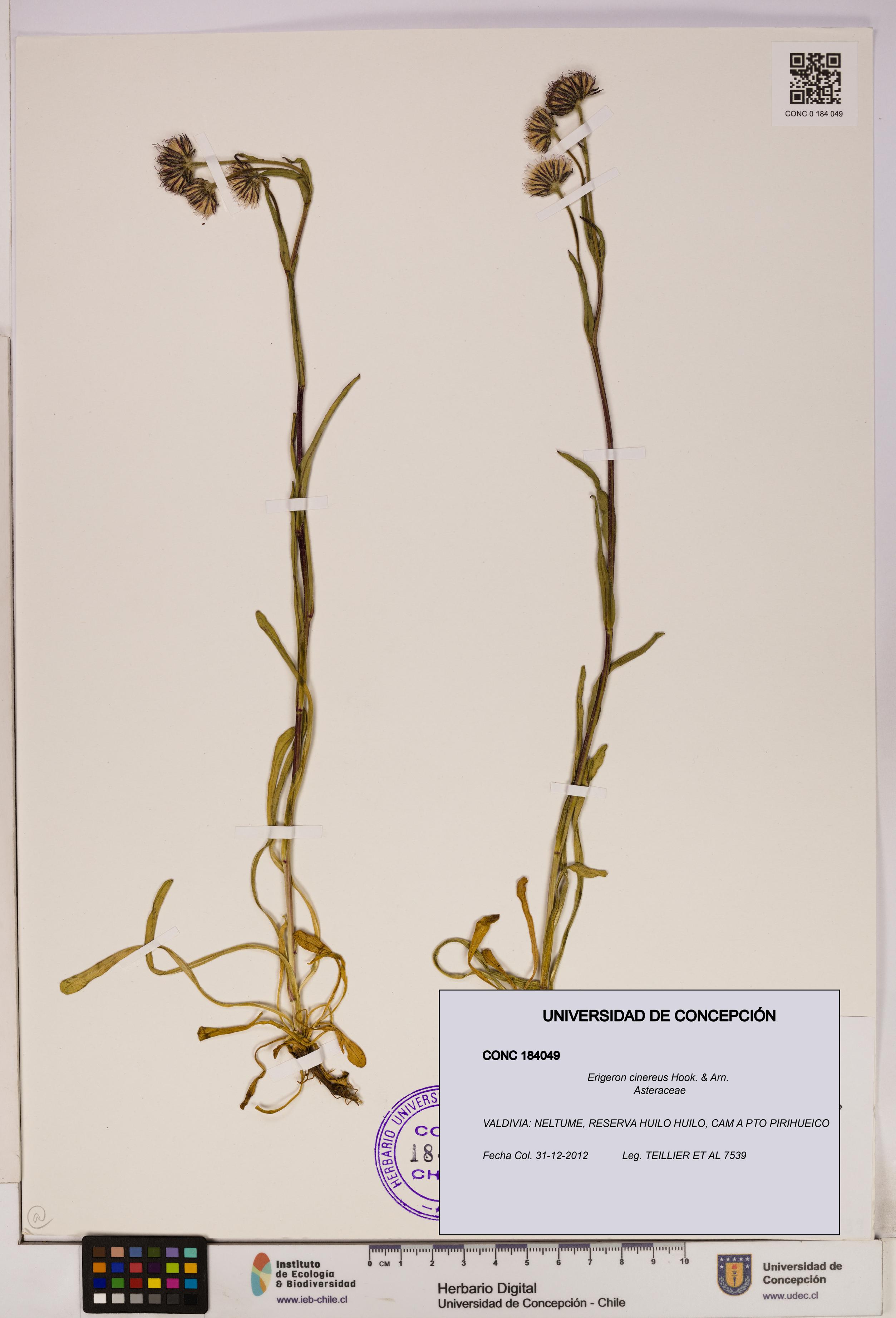 Erigeron cinereus [Espécimen: UDEC:CONC:0184049]