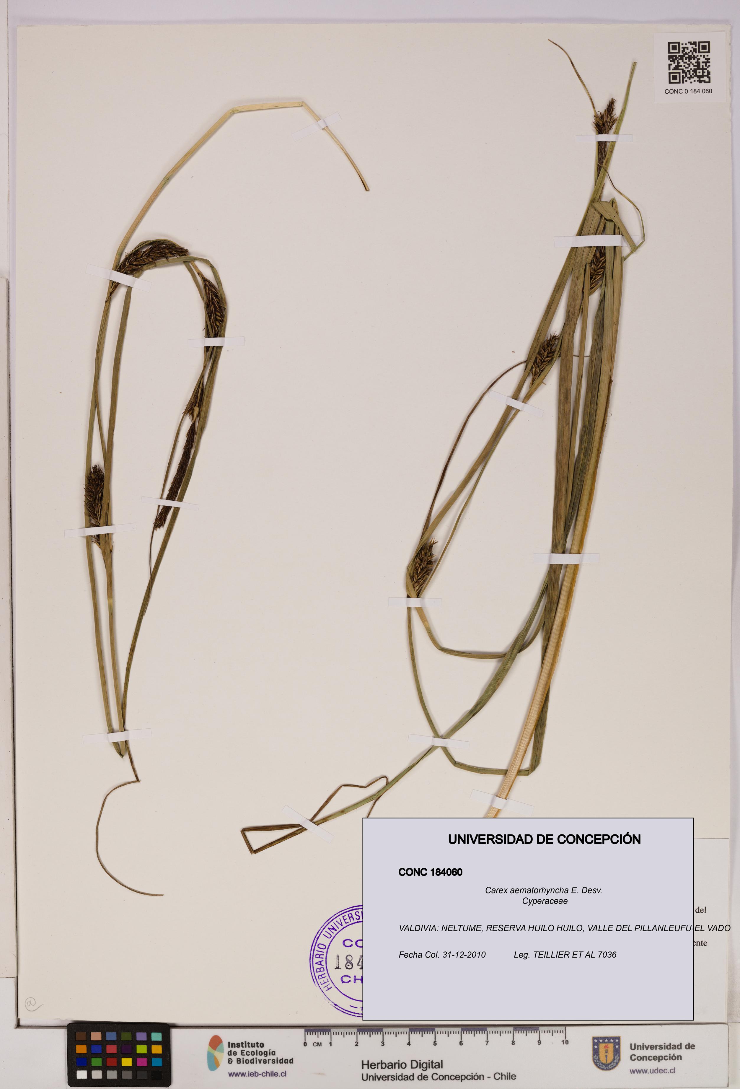 Carex aematorhyncha [Espécimen: UDEC:CONC:0184060]