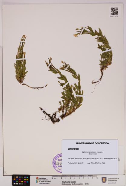 Epilobium densifolium [Espécimen: UDEC:CONC:0184069]