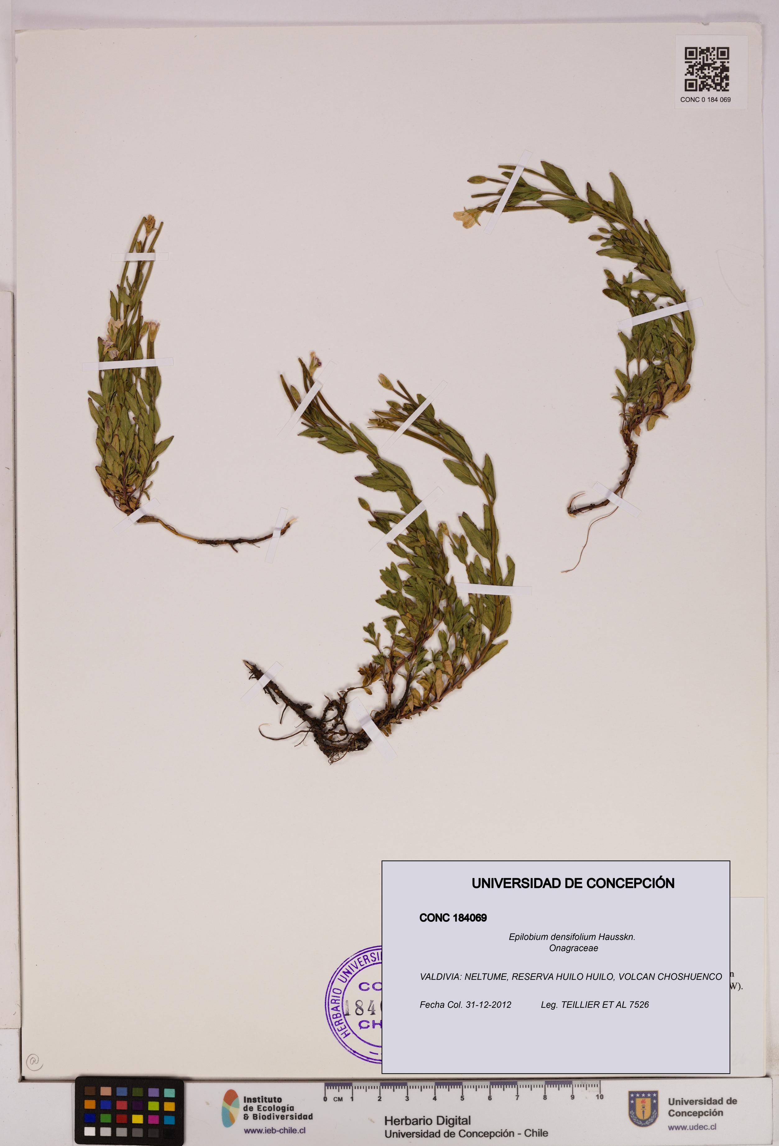 Epilobium densifolium [Espécimen: UDEC:CONC:0184069]