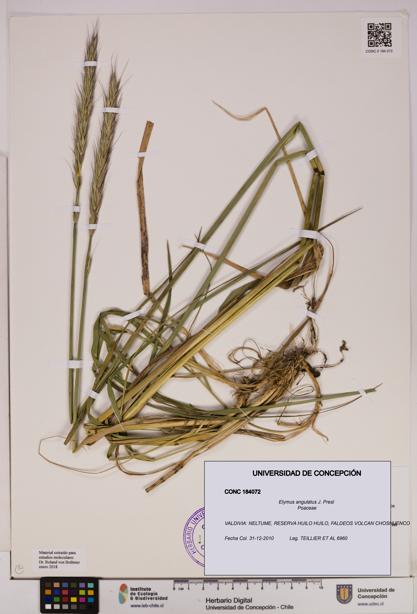 Elymus angulatus [Espécimen: UDEC:CONC:0184072]