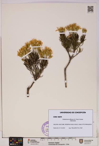 Chiliotrichum diffusum [Espécimen: UDEC:CONC:0184073]