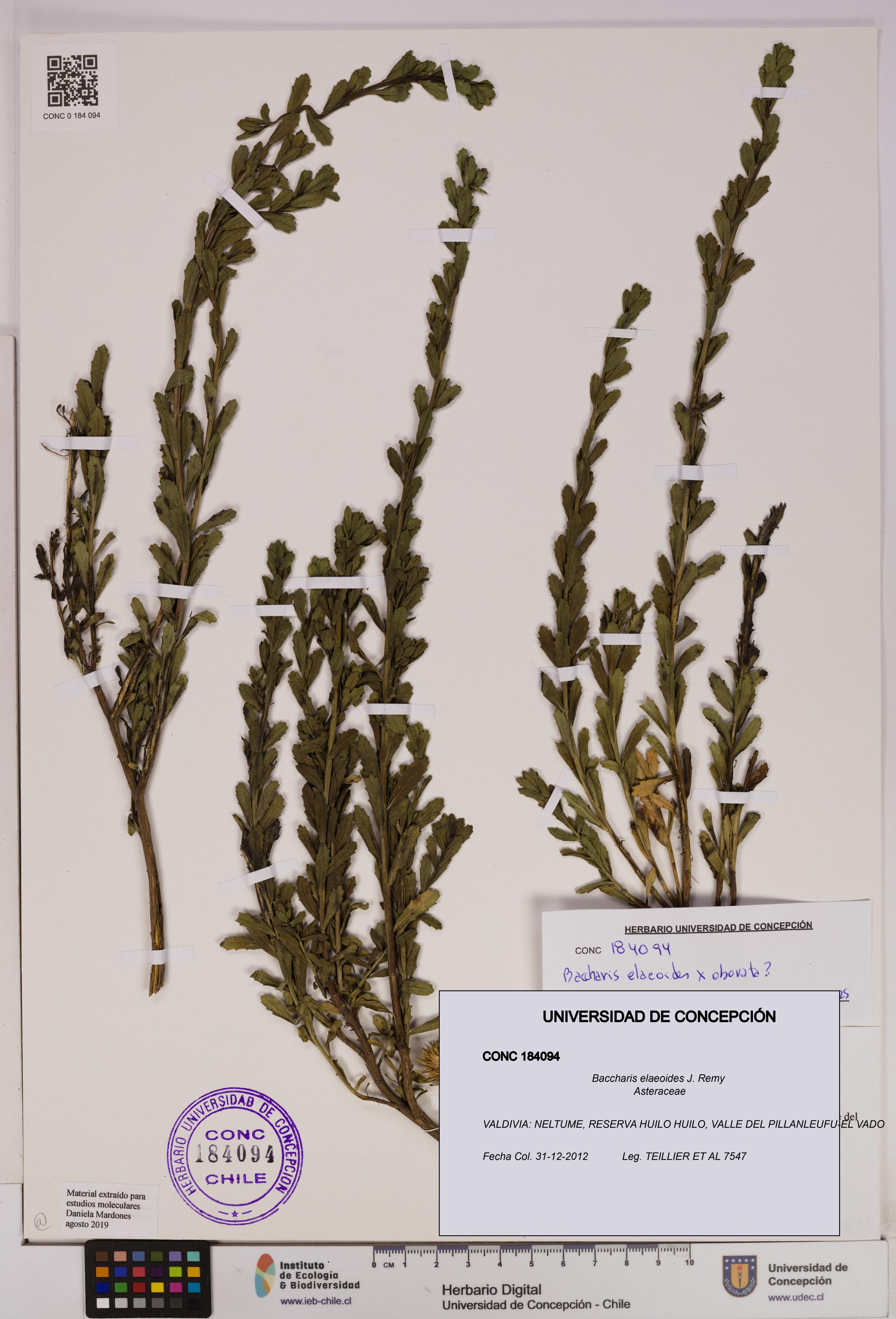 Baccharis elaeoides [Espécimen: UDEC:CONC:0184094]