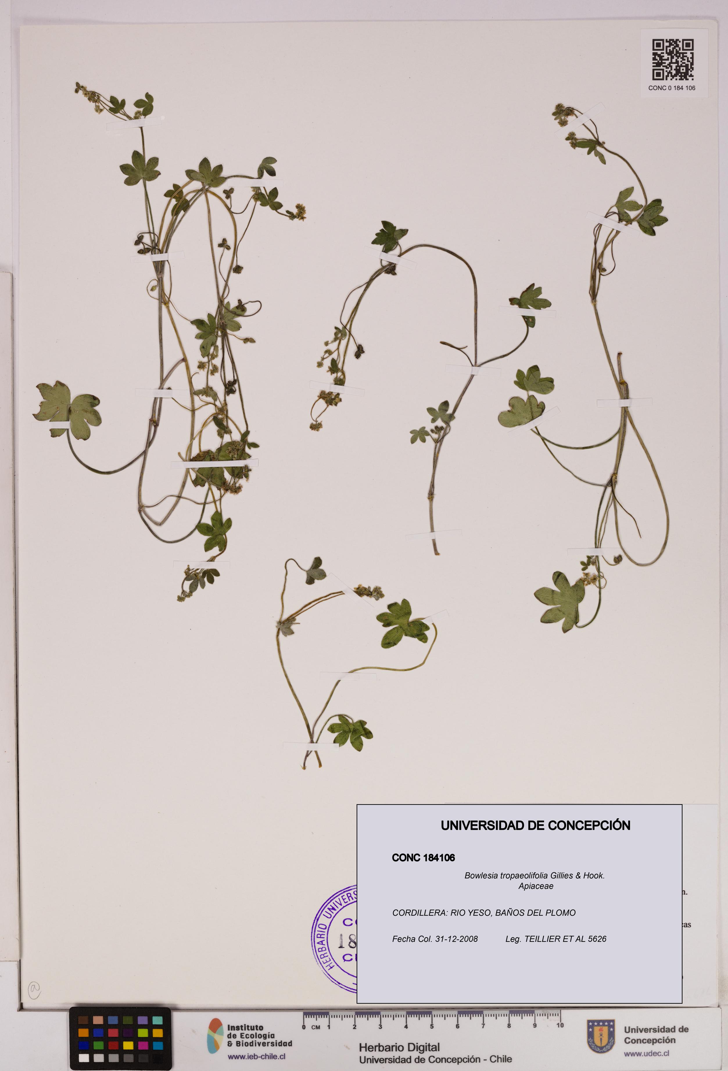 Bowlesia tropaeolifolia [Espécimen: UDEC:CONC:0184106]