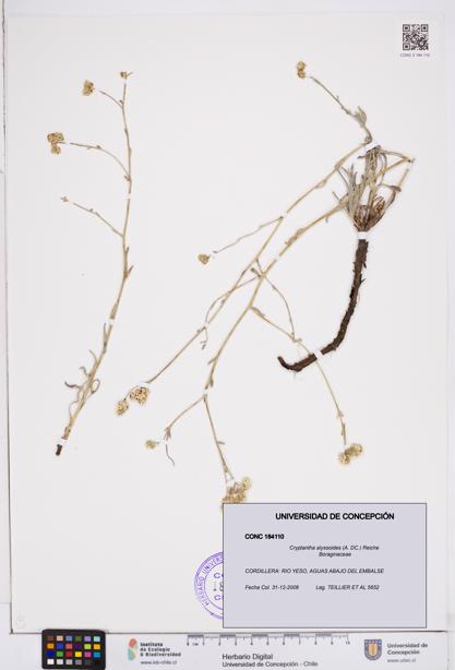 Cryptantha alyssoides [Espécimen: ]