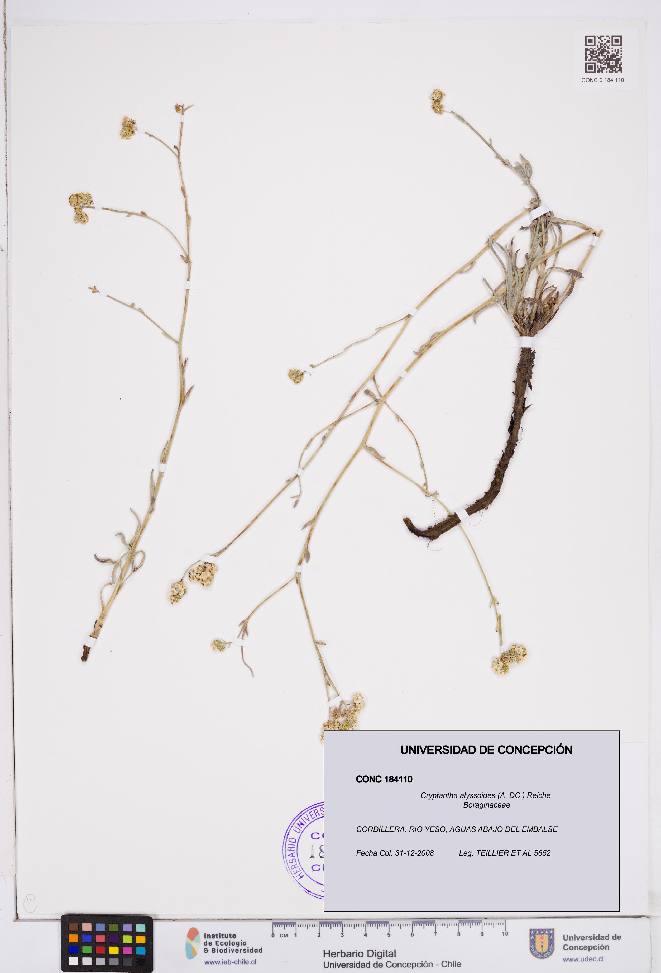 Cryptantha alyssoides [Espécimen: ]