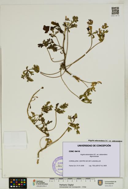 Argylia adscendens [Espécimen: UDEC:CONC:0184115]
