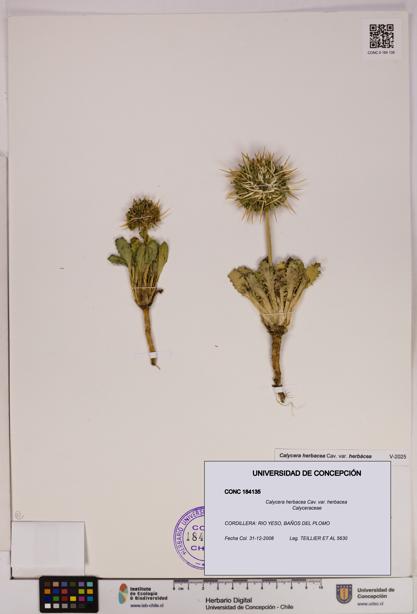 Calycera herbacea var. herbacea [Espécimen: UDEC:CONC:0184135]