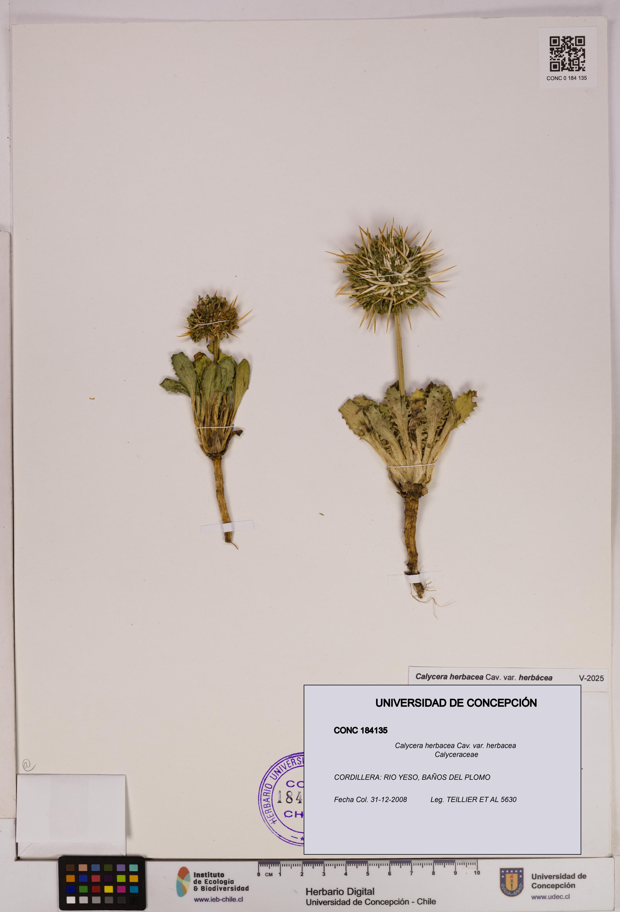 Calycera herbacea var. herbacea [Espécimen: UDEC:CONC:0184135]