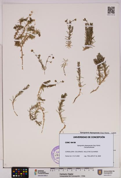 Spergularia depauperata [Espécimen: UDEC:CONC:0184136]