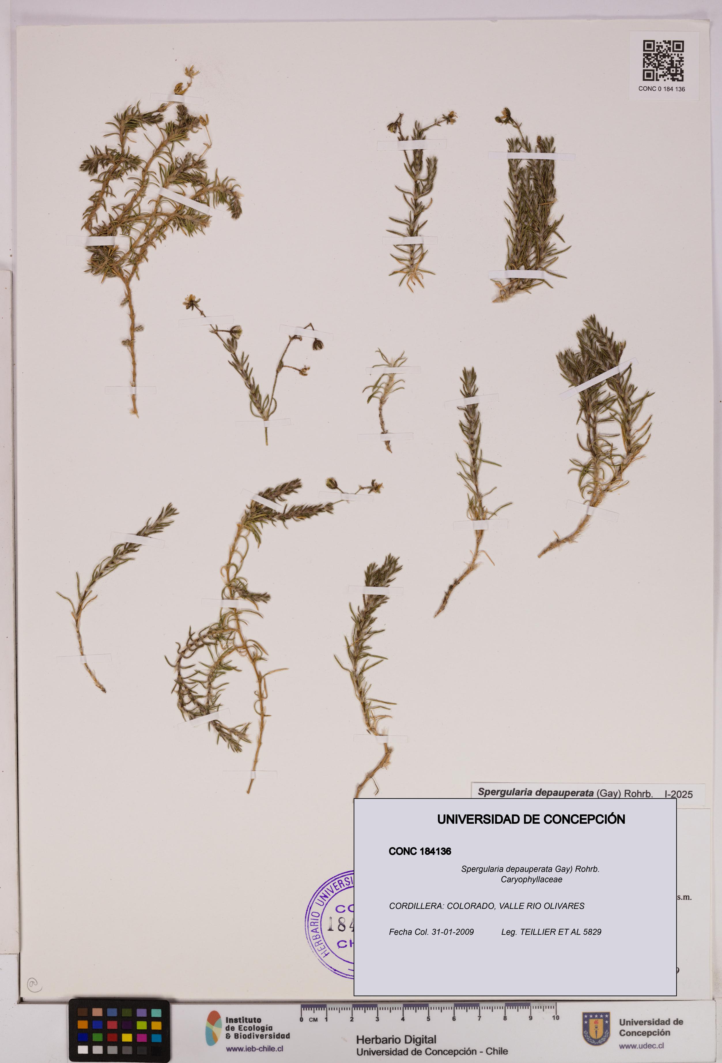 Spergularia depauperata [Espécimen: UDEC:CONC:0184136]