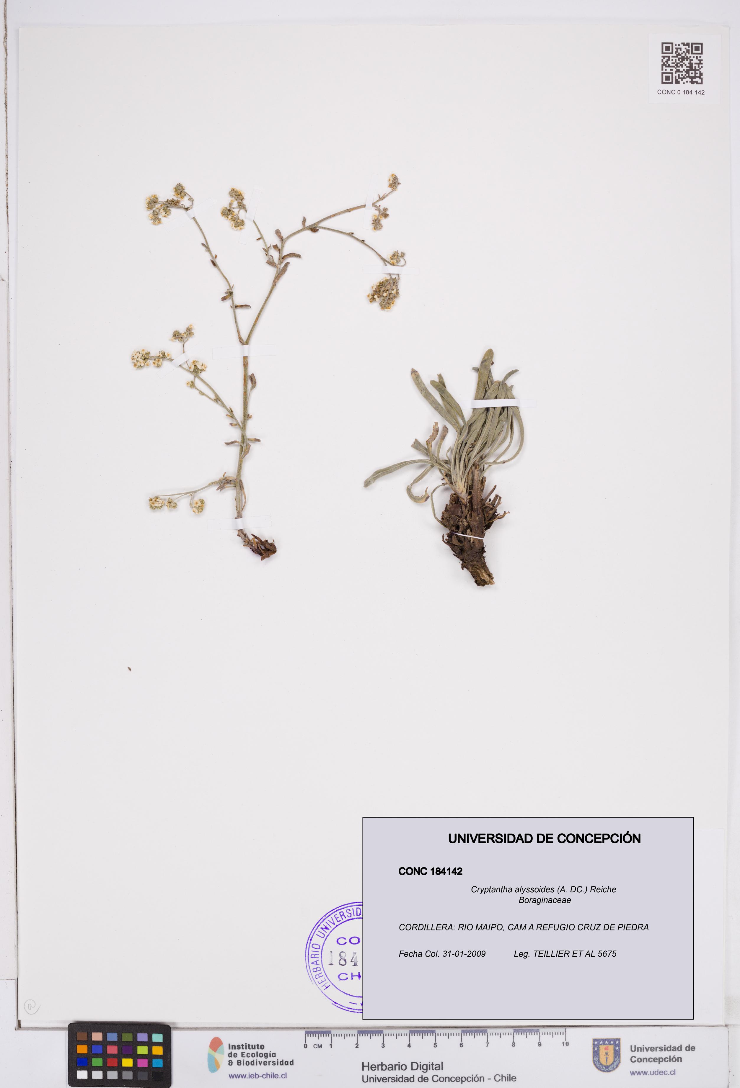 Cryptantha alyssoides [Espécimen: ]