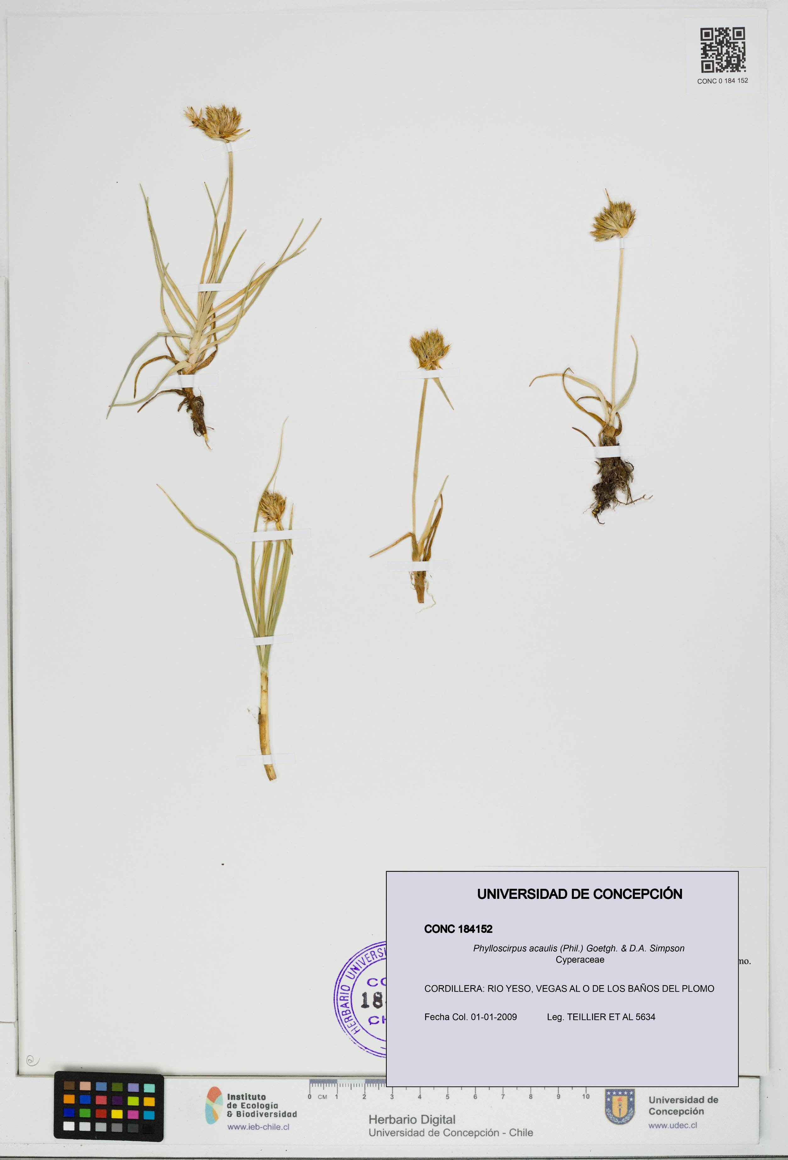 Phylloscirpus acaulis [Espécimen: UDEC:CONC:0184152]