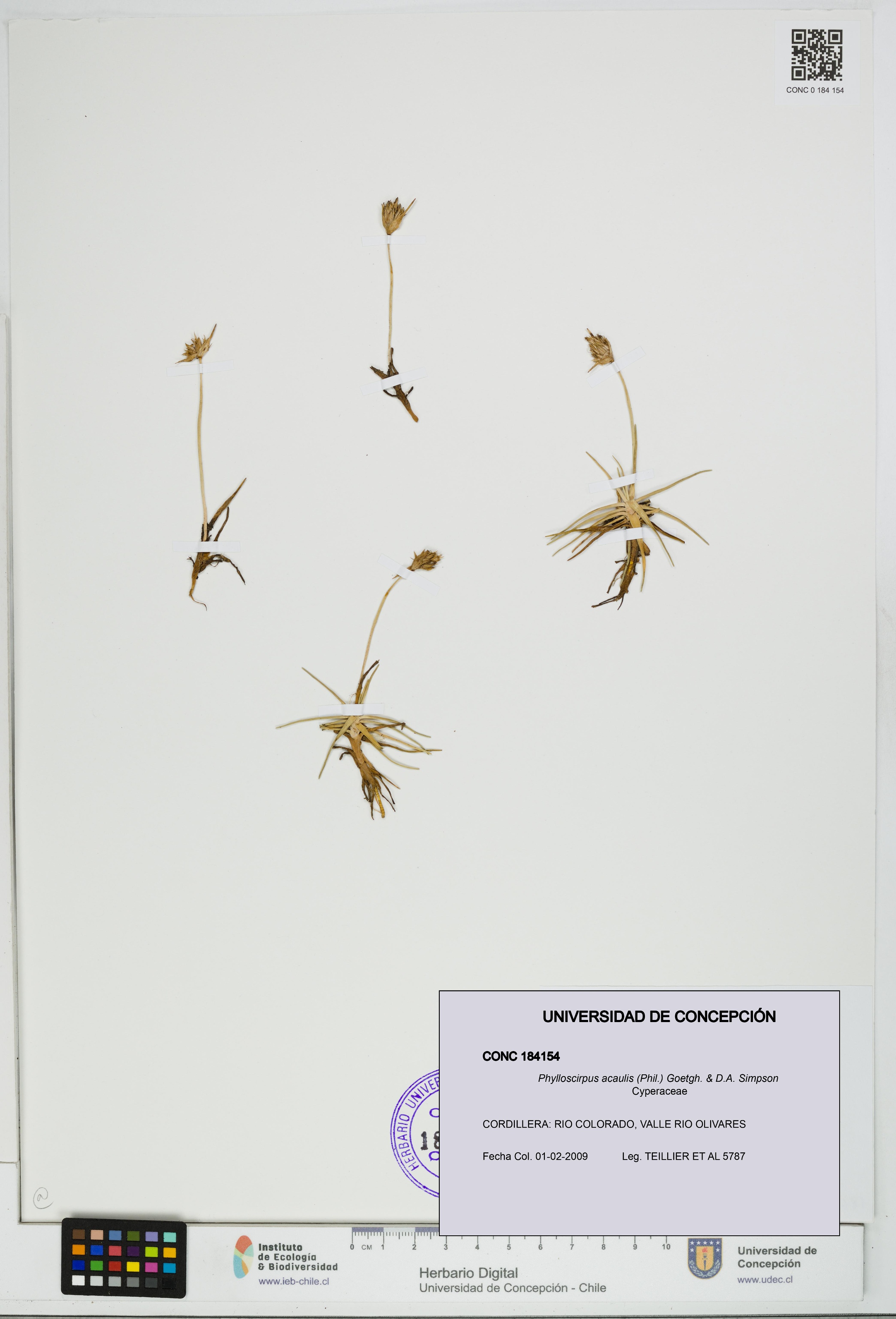 Phylloscirpus acaulis [Espécimen: UDEC:CONC:0184154]