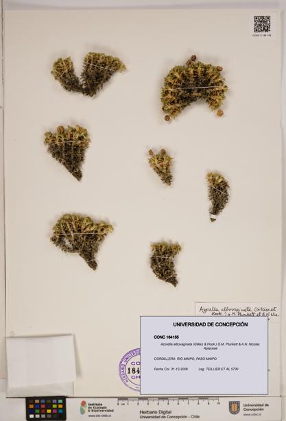 Azorella albovaginata [Espécimen: ]