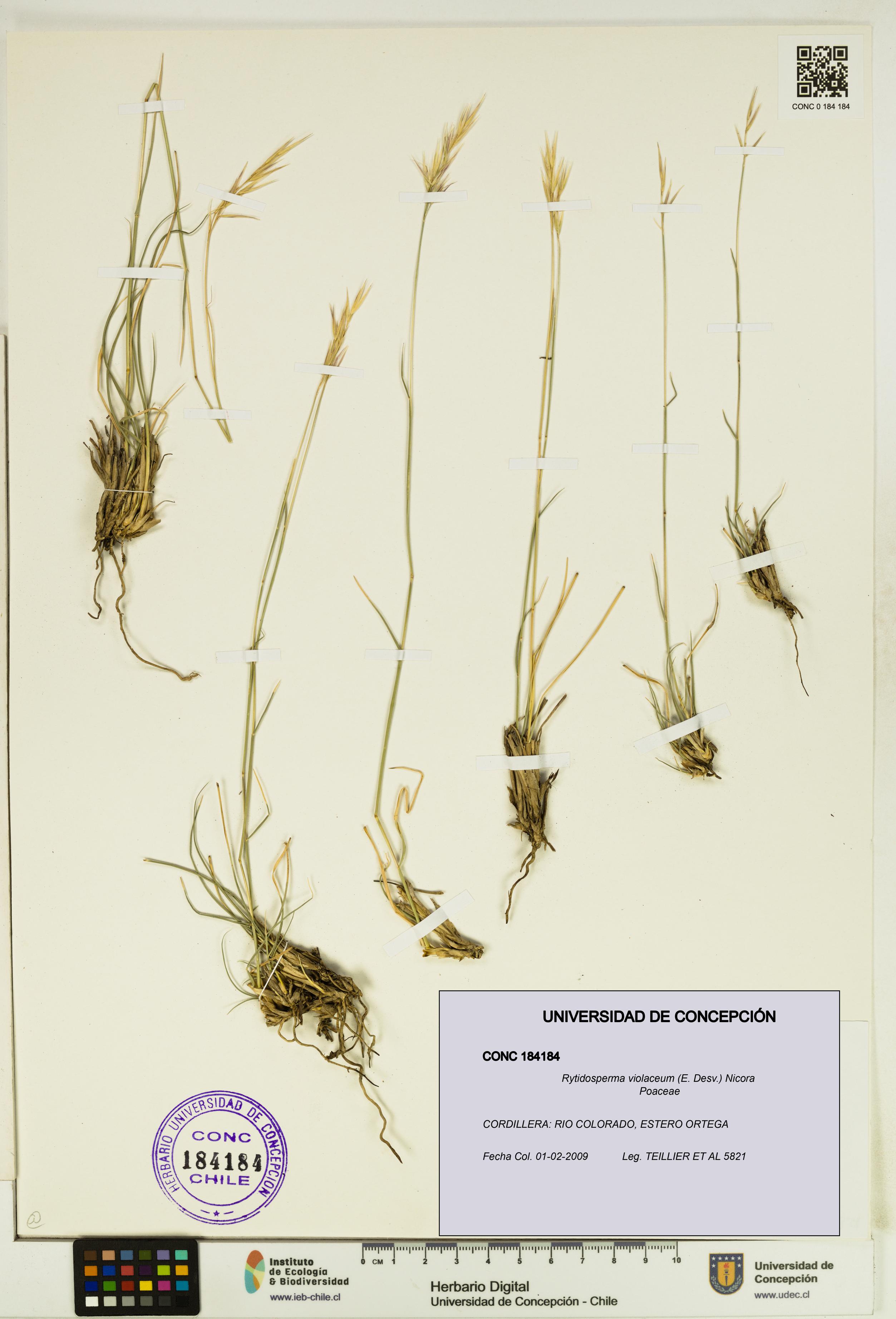 Rytidosperma violaceum [Espécimen: UDEC:CONC:0184184]