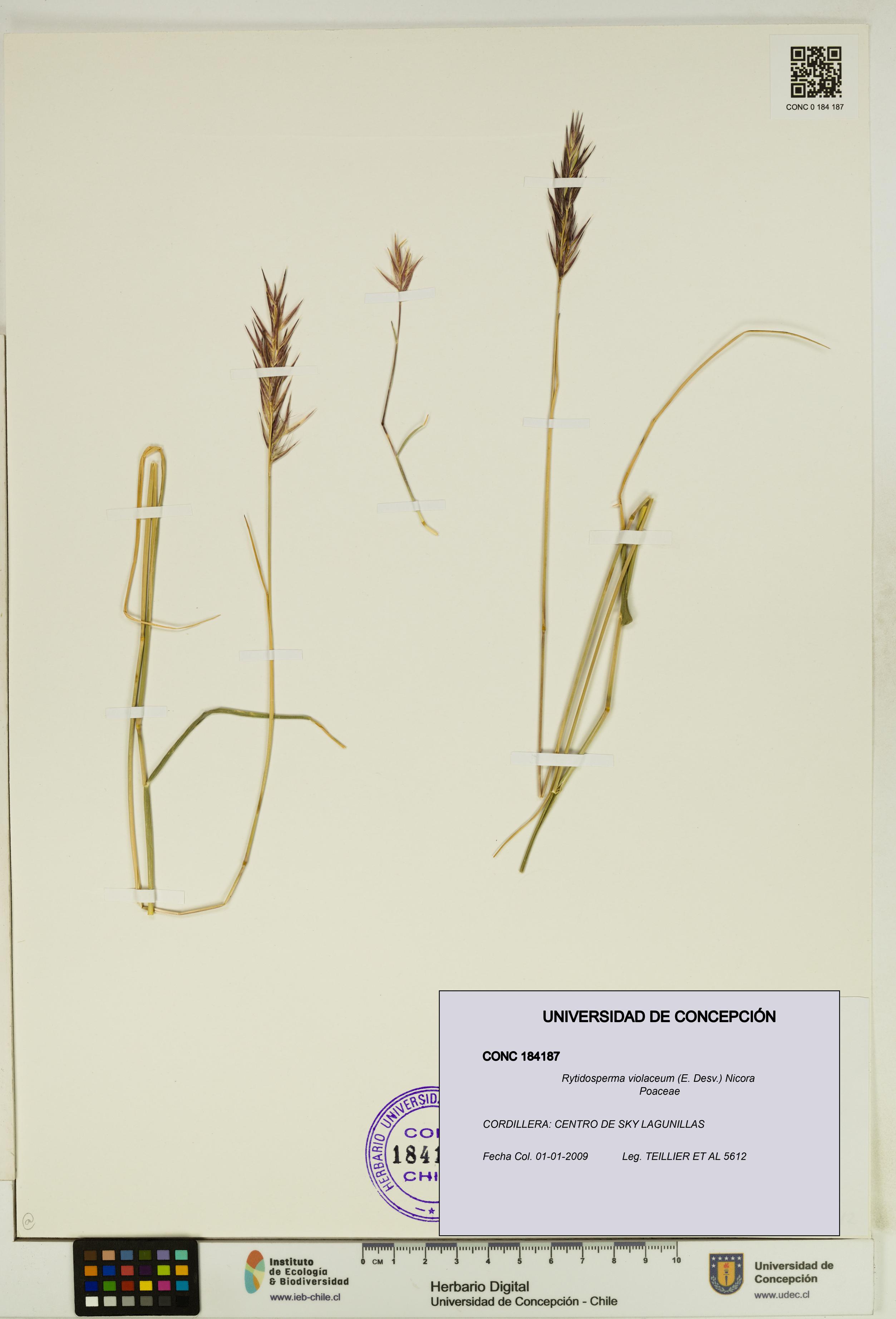 Rytidosperma violaceum [Espécimen: UDEC:CONC:0184187]