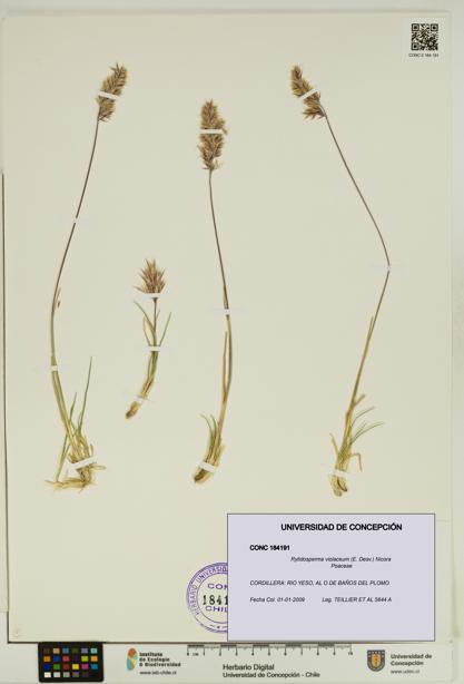 Rytidosperma violaceum [Espécimen: UDEC:CONC:0184191]