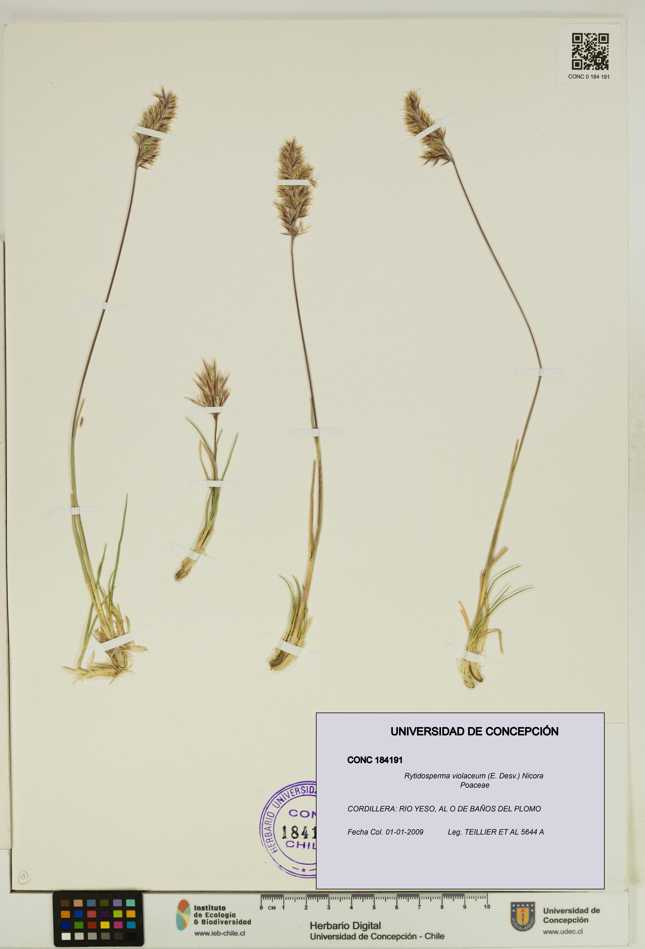 Rytidosperma violaceum [Espécimen: UDEC:CONC:0184191]