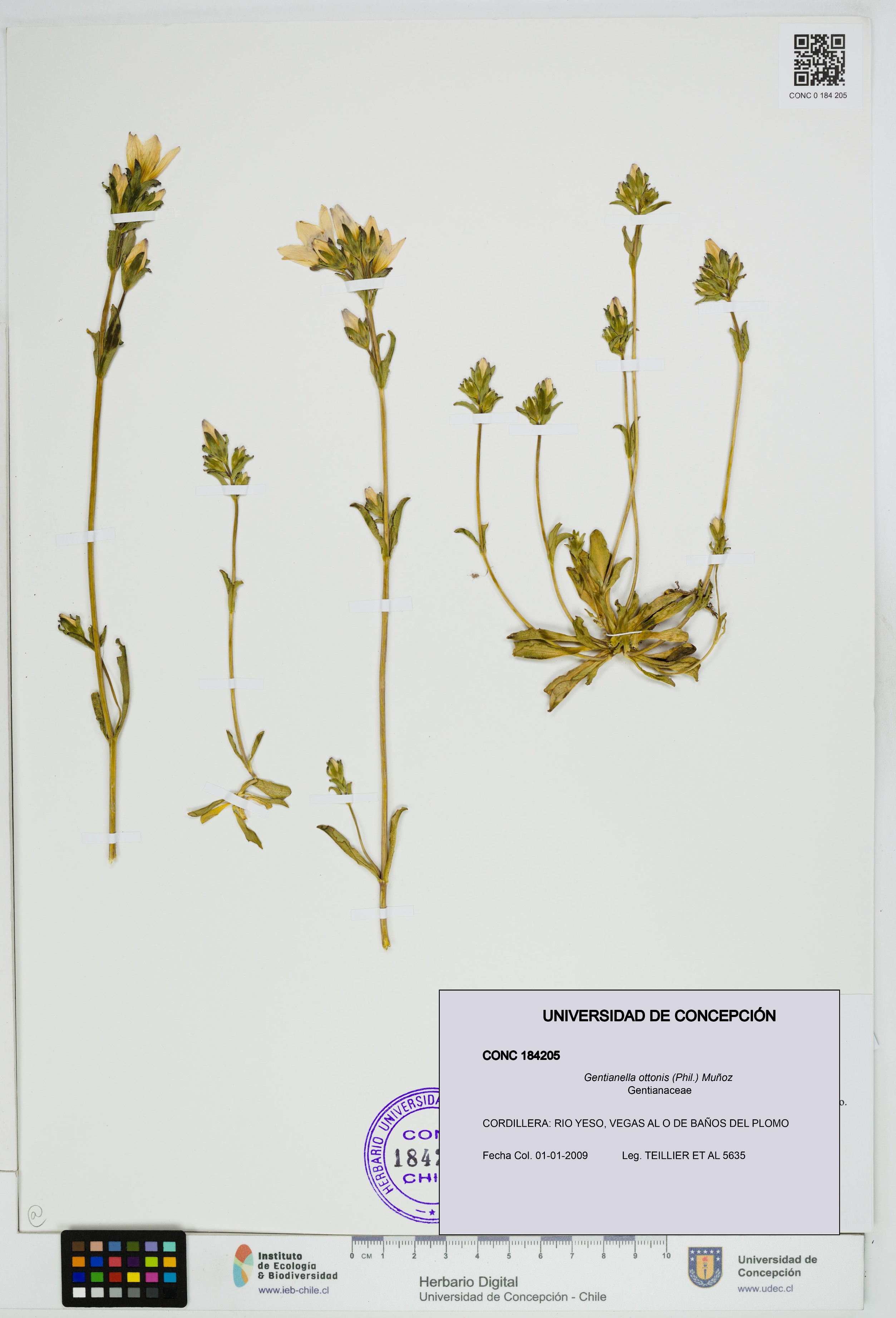 Gentianella ottonis [Espécimen: UDEC:CONC:0184205]