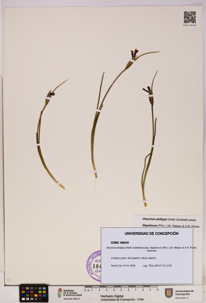Olsynium philippii subsp. illapelinum [Espécimen: UDEC:CONC:0184215]