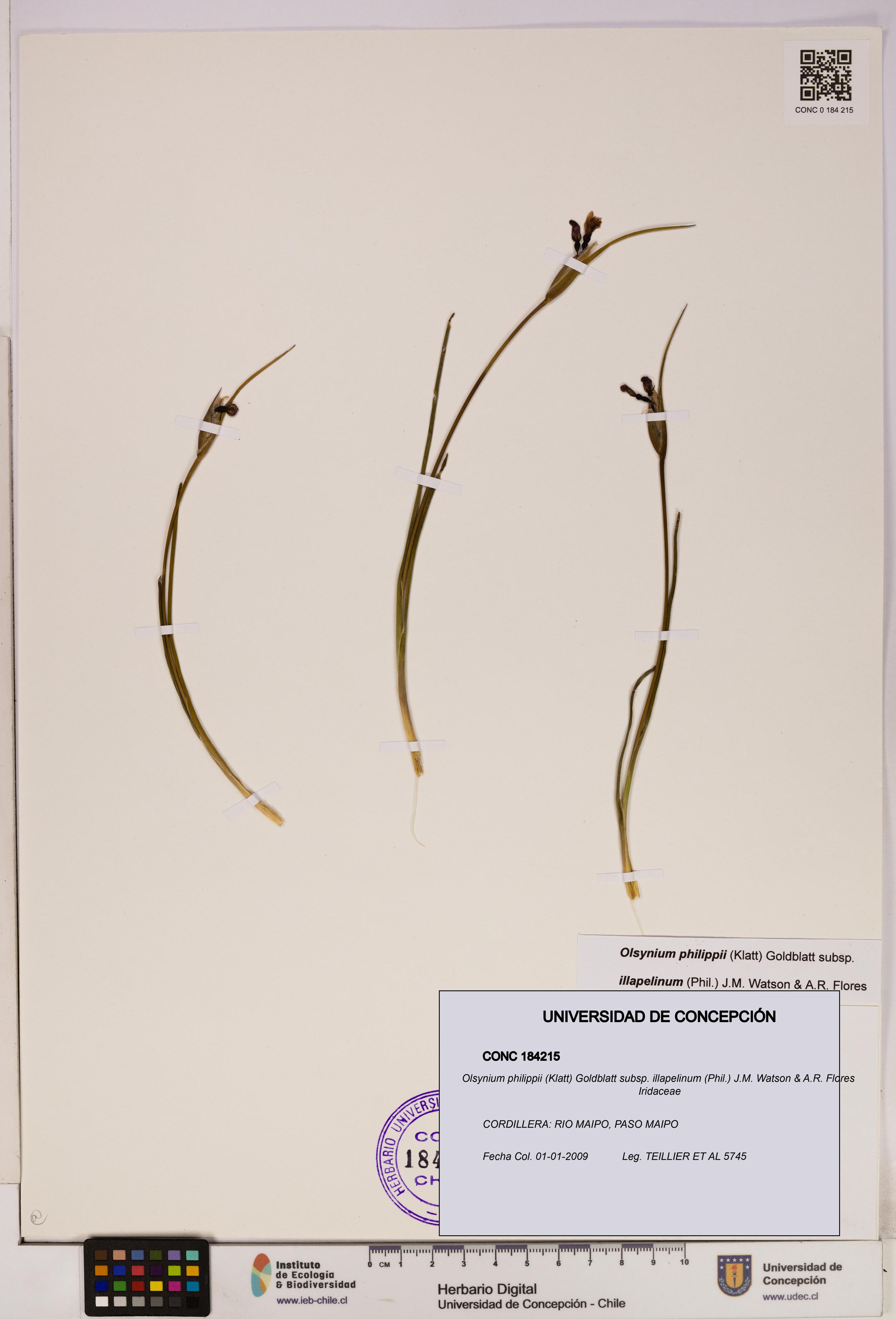 Olsynium philippii subsp. illapelinum [Espécimen: UDEC:CONC:0184215]