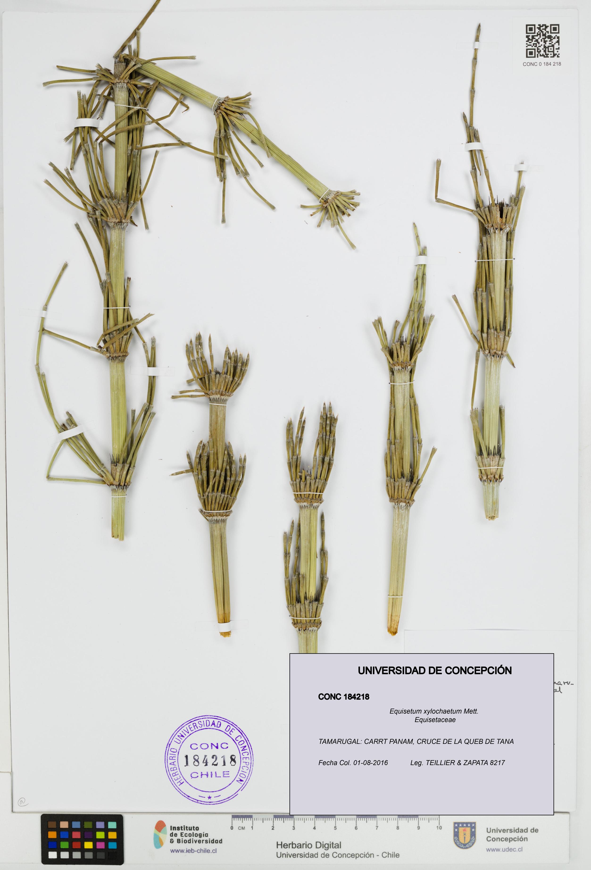 Equisetum xylochaetum [Espécimen: UDEC:CONC:0184218]