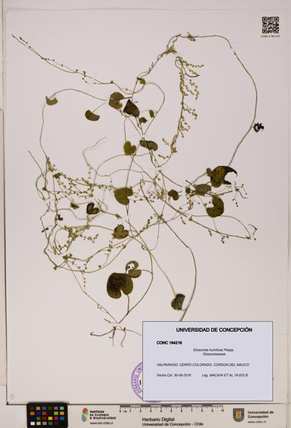 Dioscorea humifusa [Espécimen: ]