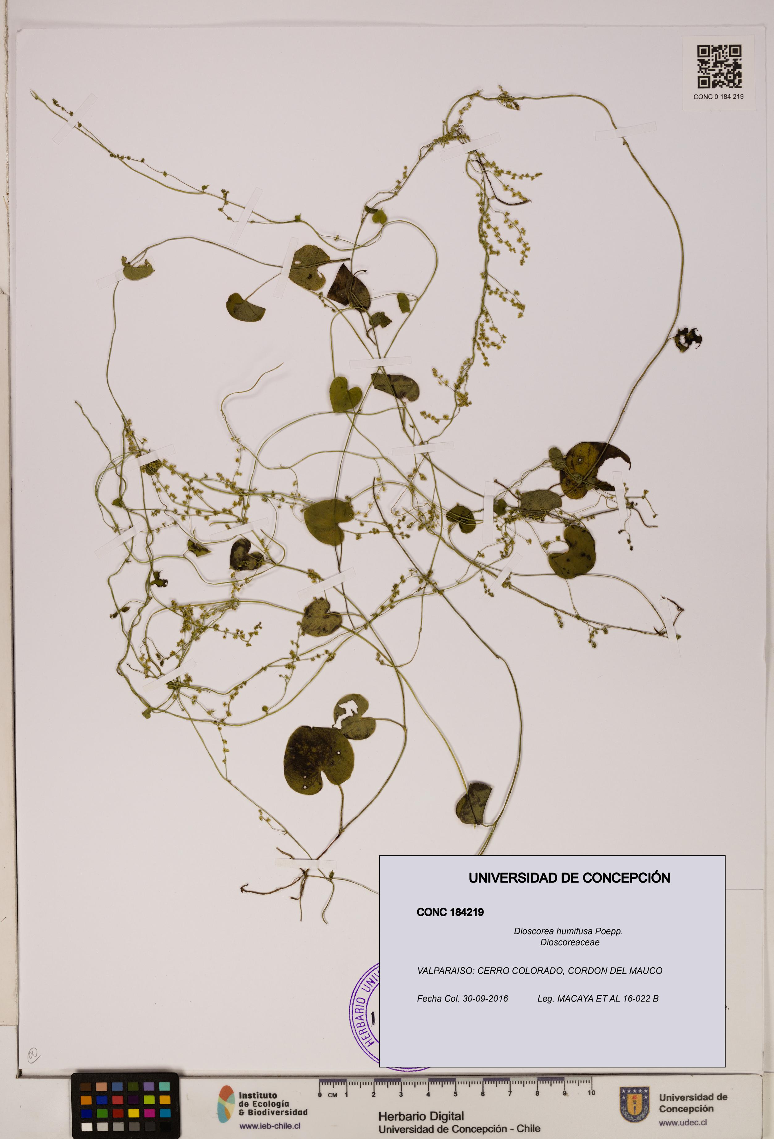 Dioscorea humifusa [Espécimen: ]