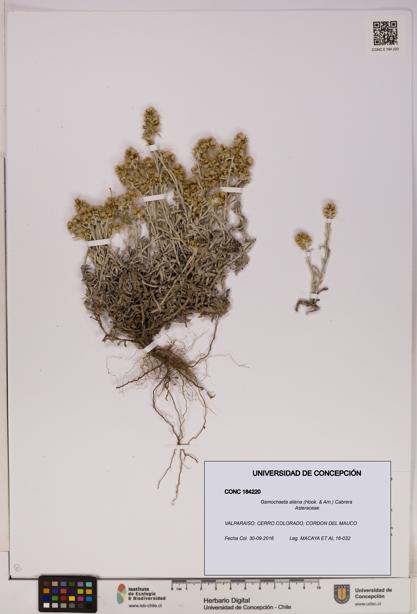 Gamochaeta aliena [Espécimen: UDEC:CONC:0184220]