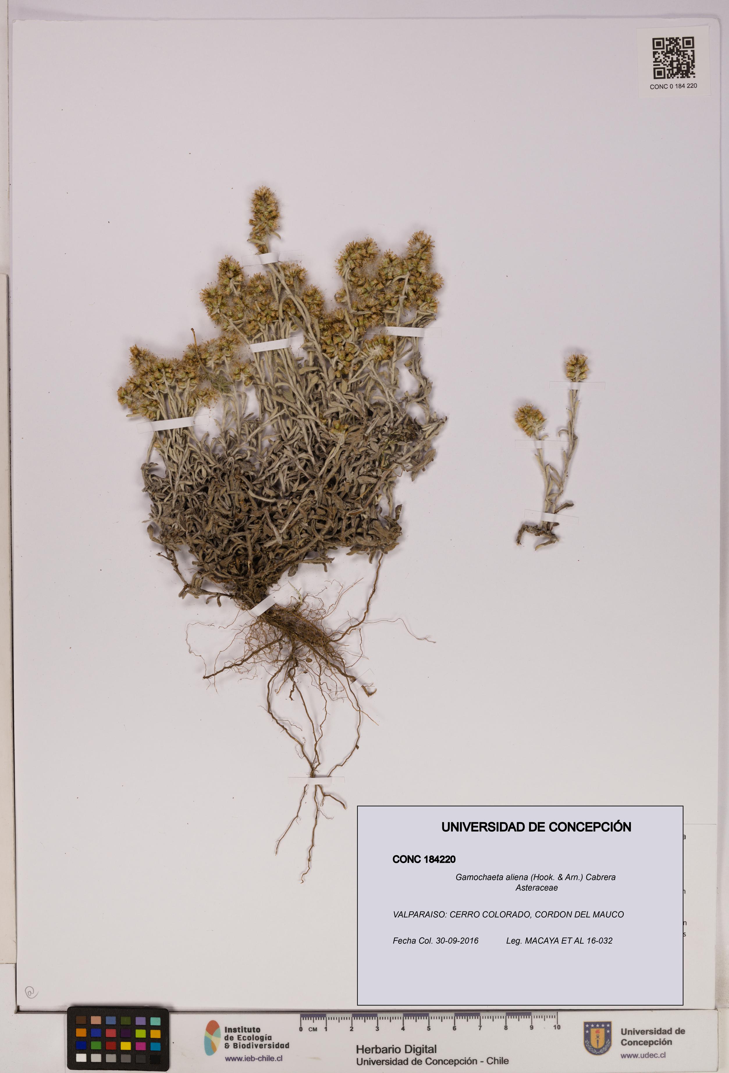 Gamochaeta aliena [Espécimen: UDEC:CONC:0184220]