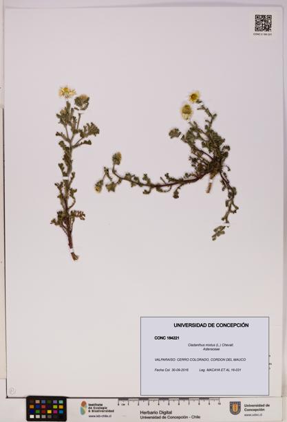Cladanthus mixtus [Espécimen: UDEC:CONC:0184221]