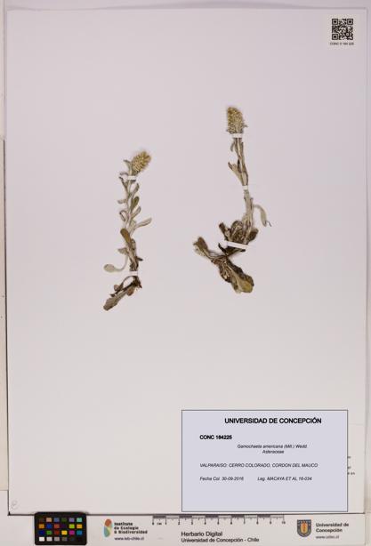 Gamochaeta americana [Espécimen: UDEC:CONC:0184225]