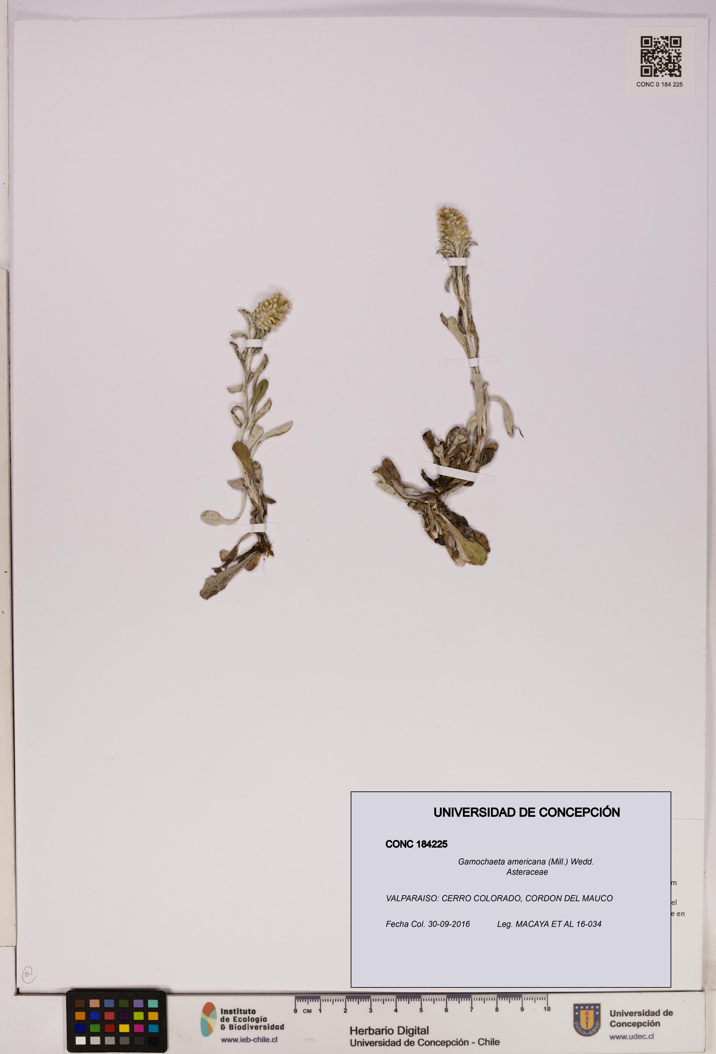 Gamochaeta americana [Espécimen: UDEC:CONC:0184225]