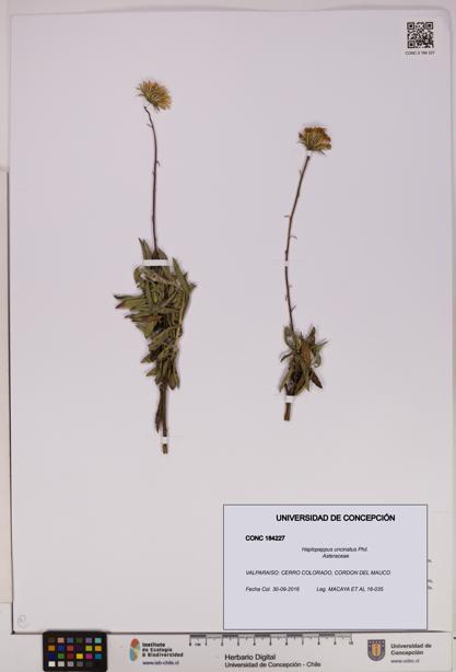 Haplopappus uncinatus [Espécimen: UDEC:CONC:0184227]