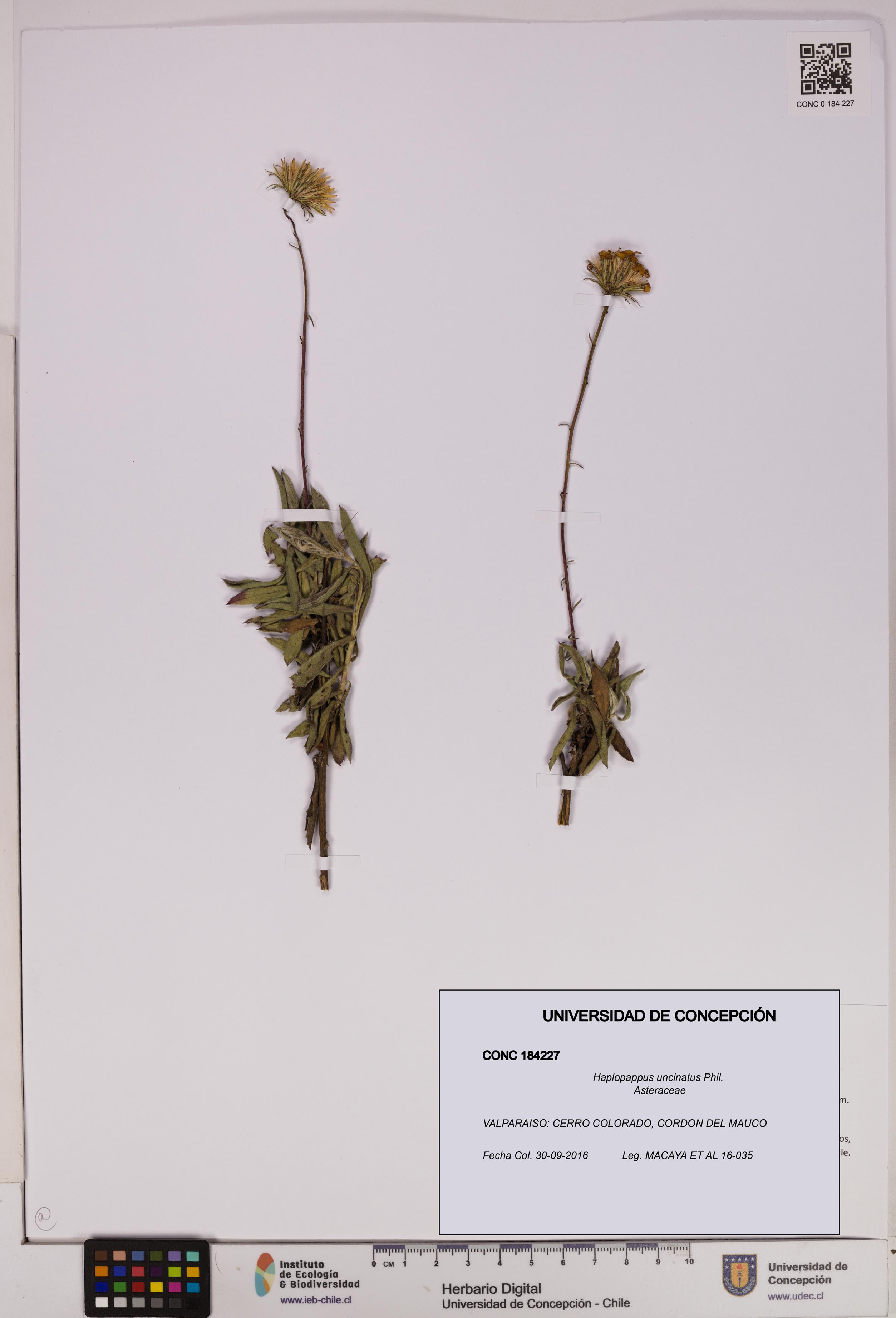 Haplopappus uncinatus [Espécimen: UDEC:CONC:0184227]